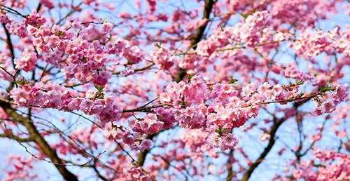 kirsikkapuu roosat kukat